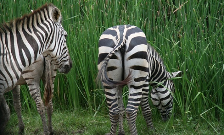 zebra-bunda-by-y-not-via-flickr-cc.jpg